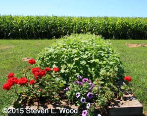 Narrow raised bed planted to buckwheat
