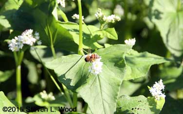 Honeybee on buckwheat 2