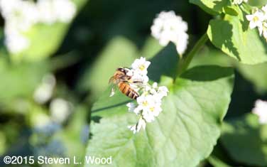 Honeybee on buckwheat 1