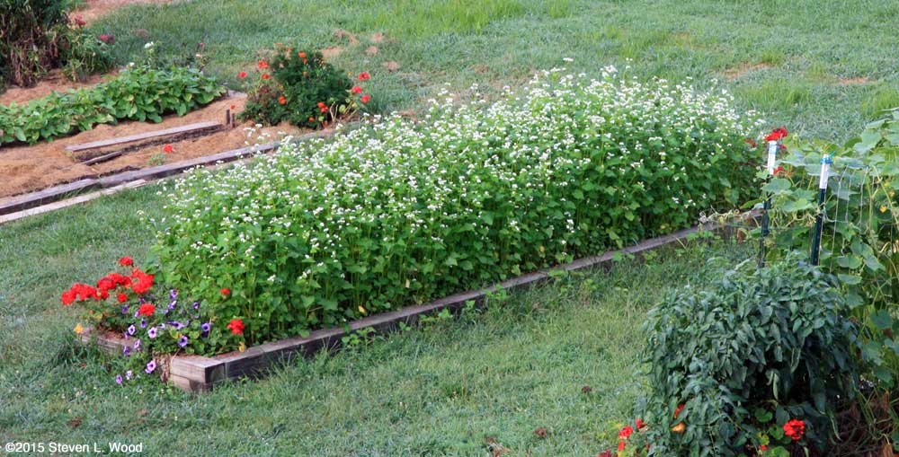 Buckwheat in full bloom