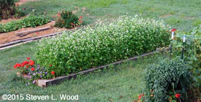 Buckwheat in full bloom
