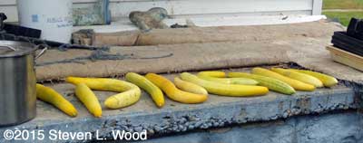 Cukes for seed saving