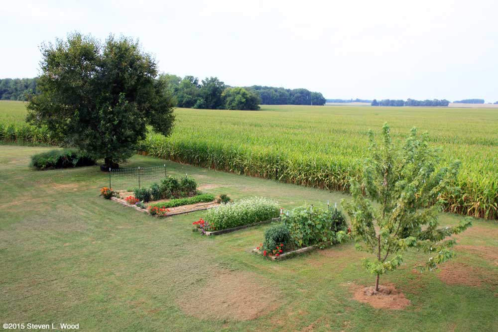 Our Senior Garden - August 17, 2015