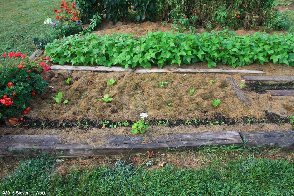 Fall lettuce transplanted