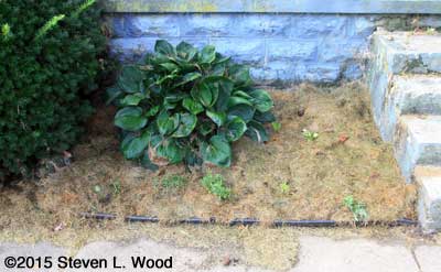 Left front flowerbed