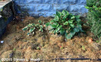 Right front flowerbed