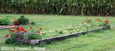 Buckwheat cut