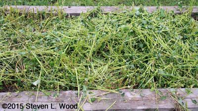 Chopped buckwheat plants