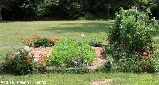 North half of main raised bed