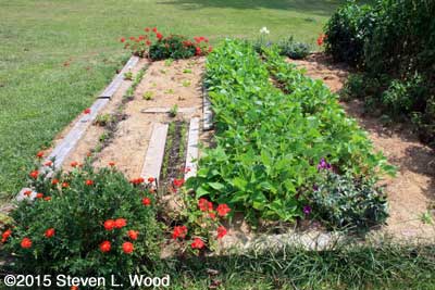 Very healthy green bean plants