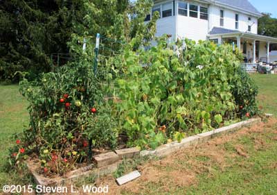 Row of Japanese Long Pickling cucumber plants