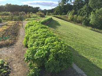 Just one of the Firefly's rows of Basil