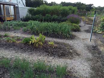 Lots of herb and tomato plants just outside kitchen door