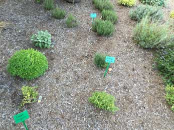 Labeled herb plants outside front door of Firefly