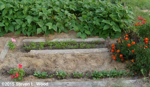 Spinach, carrots, and green beans