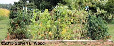 Weary Cucumber Vines