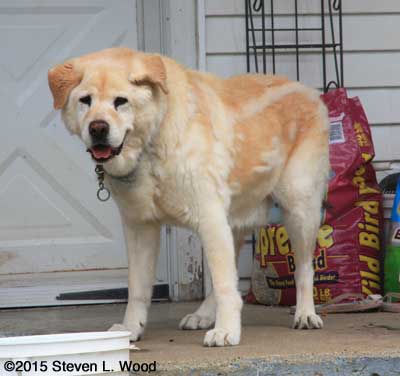 Mac, our "Senior Dog"