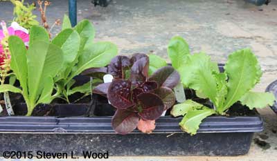 Replacement plants