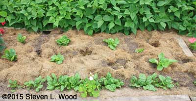 Damaged Lettuce Patch