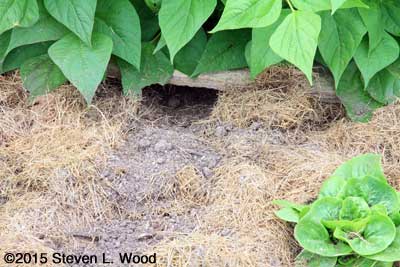 Burrow?