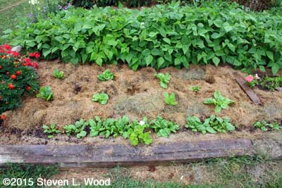 Repaired and remulched lettuce patch