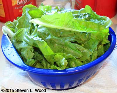 Cleaned lettuce