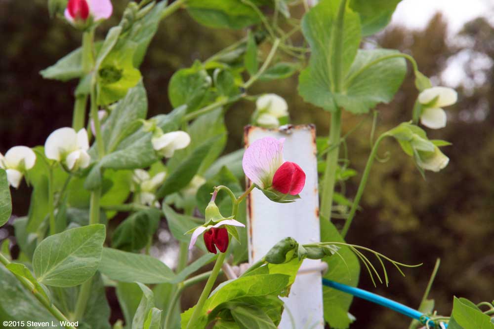 Red pea blossoms amongst white Sugar Snap blooms