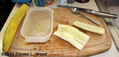 Harvesting seed from cucumbers