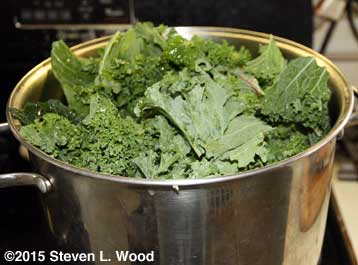 Feeding kale to the pot