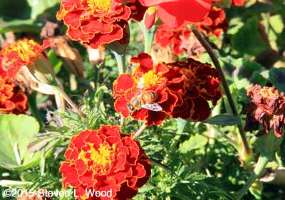 Honeybee on Marigolds
