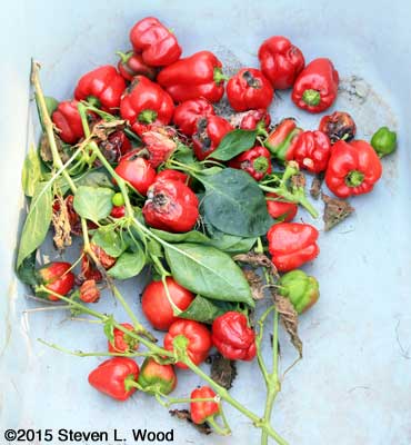 Peppers culled