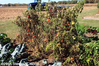 Spent tomato plants