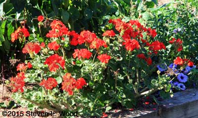 Maverick Red Geranium in Full Bloom in October
