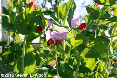 More redish pea blossoms amongst Sugar Snap peas
