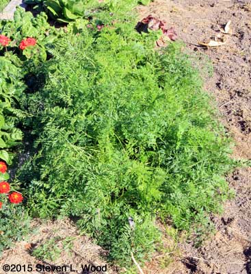 Short (6') Double Row of Fall Carrots
