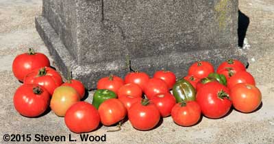 Last homegrown tomatoes of the season