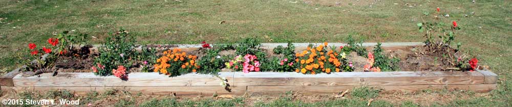 Narrow raised bed with flowers