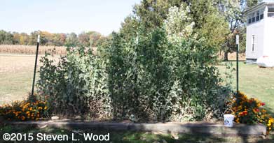 Sugar Snap peas in shade