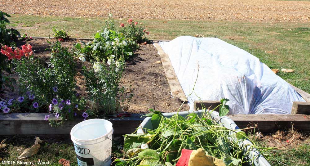 Picking bean row, row cover over lettuce