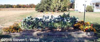 Pea vines pulled, kale still in shade