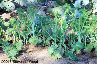 Kale slow to regrow
