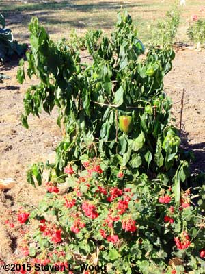 Frost damaged pepper plant