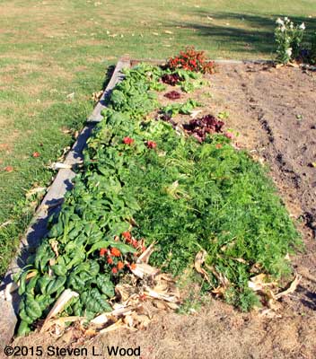 Lettuce patch with row cover removed
