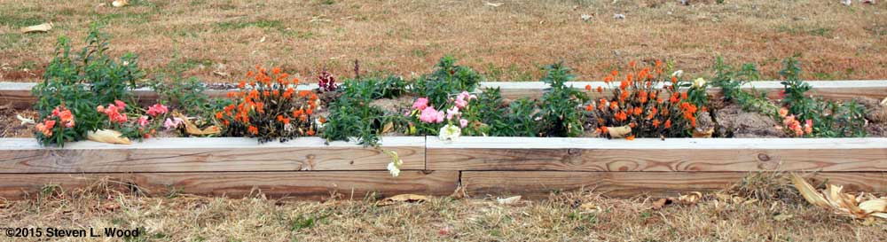 Narrow raised bed with flowers before renovation