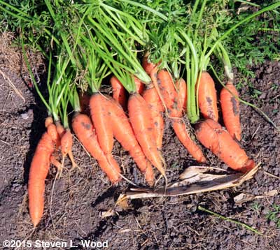 Freshly dug Bolero carrots