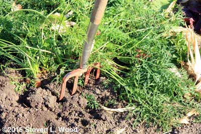 Lifting carrots with garden fork