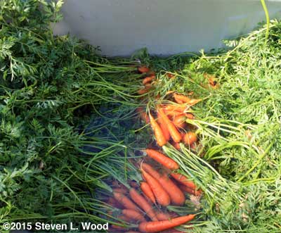 Carrots soaking in garden cart