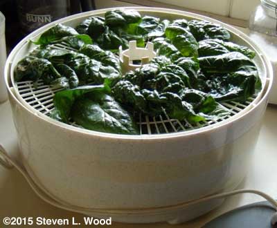 Spinach oiled and salted on dehydrator tray