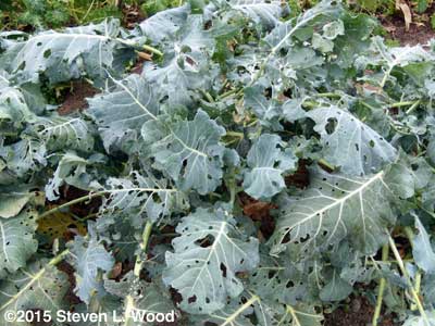 Bug battered broccoli plants