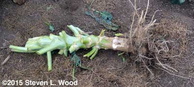 Tough broccoli stem and root